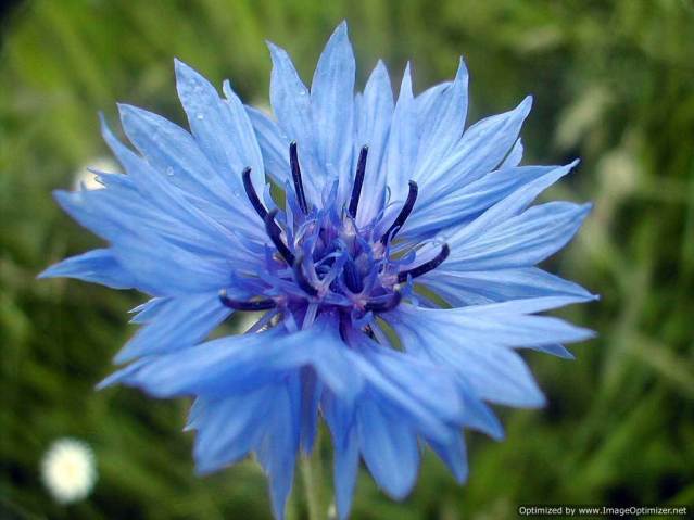 Centaurea-cyanus