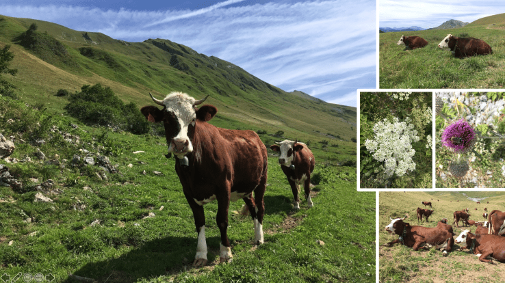 Capture d’écran 2019-08-16 à 20.04.25