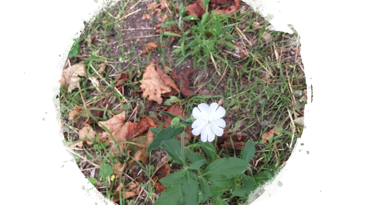 Capture d’écran 2019-08-28 à 10.13.35